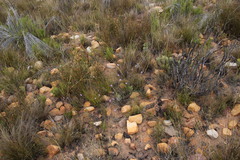 Heliophila juncea
