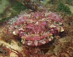 Thysanophrys cirronasus