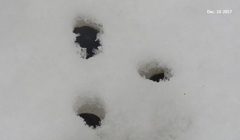 Hydropotes inermis argyropus