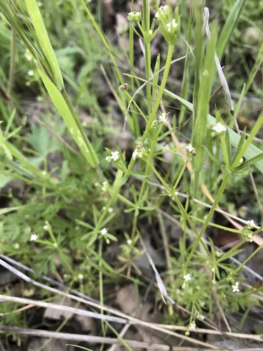 iNaturalist observation photo of bedstraws
