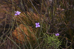Heliophila juncea