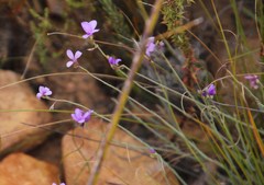 Heliophila juncea