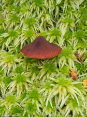 Descolea phlebophora