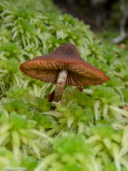 Descolea phlebophora