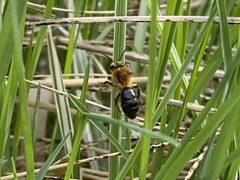 Andrena dunningi