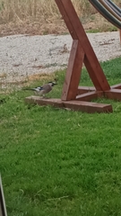 Garrulus glandarius atricapillus