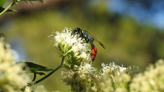 Chlorion hemipyrrhum