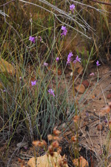 Heliophila juncea