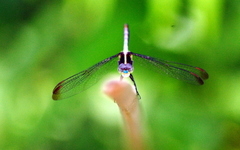 Dasythemis mincki