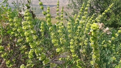 Pseudodictamnus undulatus