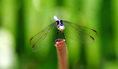 Dasythemis mincki
