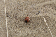 Coccinella septempunctata