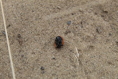 Coccinella septempunctata