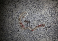 Crotalus cerastes cerastes