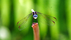 Dasythemis mincki