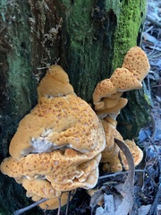 Rigidoporus laetus