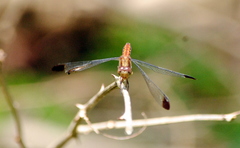 Erythrodiplax atroterminata
