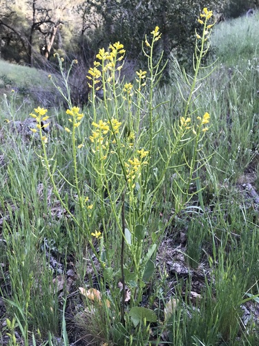 iNaturalist observation photo of American yellowrocket