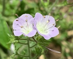 Hydrophyllum appendiculatum