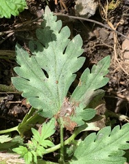 Hydrophyllum appendiculatum