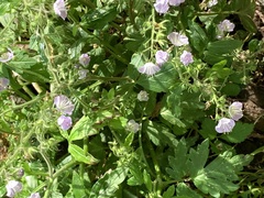 Hydrophyllum appendiculatum