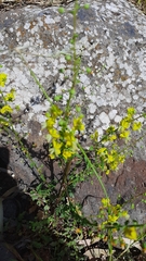 Verbascum orientale