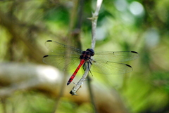 Orthemis ambinigra