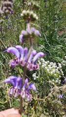 Salvia indica