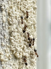 Crematogaster cerasi