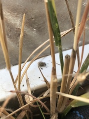 Graphorhinus vadosus