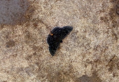 Exoplisia myrtis