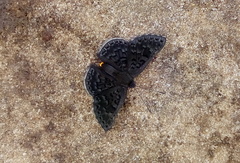 Exoplisia myrtis