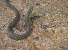 Erythrolamprus epinephalus albiventris