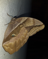 Eryphanis lycomedon