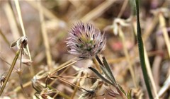 Trifolium olivaceum