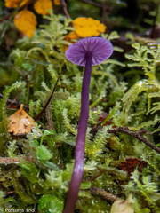 Laccaria masoniae