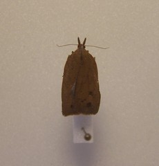 Planotortrix excessana