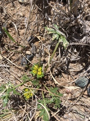 Cymopterus glomeratus fendleri
