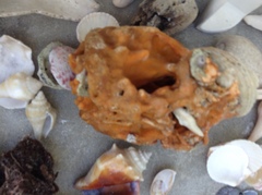 Pseudospongosorites suberitoides