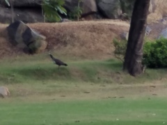 Pavo cristatus