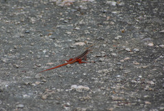 Aspidoscelis angusticeps angusticeps