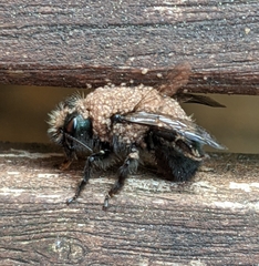 Chaetodactylus krombeini