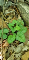 Viola walteri