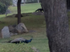 Pavo cristatus