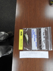 Leiothlypis peregrina