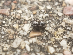 Chalcoscirtus diminutus