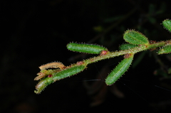 Acacia aspera