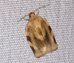 Choristoneura fractivittana