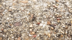 Chalcoscirtus diminutus