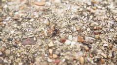 Chalcoscirtus diminutus